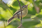 Eye-ringed Flatbill, Tikal, Guatemala, March 2015 - click for larger image