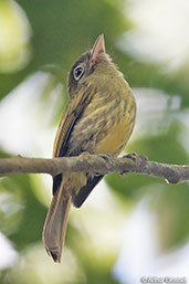 Eye-ringed Flatbill, Tikal, Guatemala, March 2015 - click for larger image
