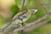 Eye-ringed Flatbill, Tikal, Guatemala, March 2015 - click for larger image