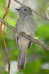 Female  or immature Greyish Mourner, Murici, Alagoas, Brazil, March 2004 - click for larger image