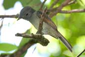 Female  or immature Greyish Mourner, Murici, Alagoas, Brazil, March 2004 - click for larger image