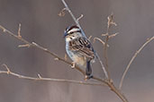 Tumbes Sparrow, Chaparri, Lambayeque, Peru, October 2018 - click for larger image