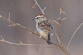 Tumbes Sparrow, Chaparri, Lambayeque, Peru, October 2018 - click for larger image