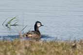 White-tufted Grebe, Rio Grande do Sul, Brazil, August 2004 - click for larger image