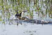 White-tufted Grebe, Rio Grande do Sul, Brazil, August 2004 - click for larger image