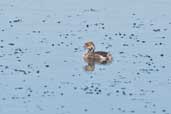 White-tufted Grebe chick, Concon, Chile, November 2005 - click for larger image