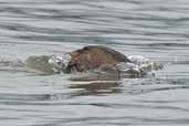 White-tufted Grebe, Lago Villarica, Chile, November 2005 - click for larger image