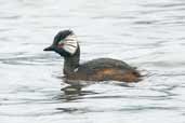 White-tufted Grebe, Lago Villarica, Chile, November 2005 - click for larger image