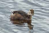 White-tufted Grebe chick, Torres del Paine, Chile, December 2005 - click for larger image