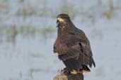 Female Snail Kite, Rio Grande do Sul, Brazil, August 2004 - click for larger image