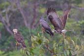 Snail Kite, near Humaitá, Amazonas, Brazil, March 2003 - click for larger image