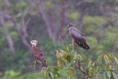 Snail Kite, near Humaitá, Amazonas, Brazil, March 2003 - click for larger image