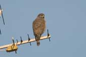 Roadside Hawk, Aguas de São Pedro, São Paulo, Brazil, August 2004 - click for larger image