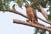 Roadside Hawk, Serra de Carajás, Pará, Brazil, October 2005 - click for larger image