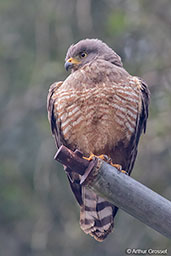 Roadside Hawk, Tikal, Guatemala, March 2015 - click for larger image