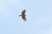 Roadside Hawk, Chapada Diamantina, Bahia, Brazil, July 2002 - click for larger image