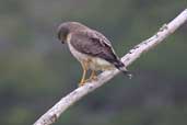 Roadside Hawk, Boa Nova, Bahia, Brazil, July 2002 - click for larger image