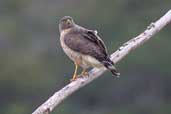 Roadside Hawk, Boa Nova, Bahia, Brazil, July 2002 - click for larger image