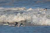 Black Skimmer, Cassino, Rio Grande do Sul, Brazil, August 2004 - click for larger image