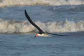 Black Skimmer, Cassino, Rio Grande do Sul, Brazil, August 2004 - click for larger image