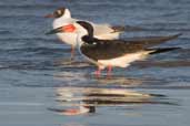 Black Skimmer, Cassino, Rio Grande do Sul, Brazil, August 2004 - click for larger image