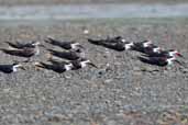 Black Skimmer, Chiloe Island, Chile, November 2005 - click for larger image