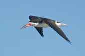 Black Skimmer, Chiloe Island, Chile, November 2005 - click for larger image