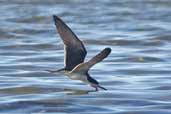 Black Skimmer, Chiloe Island, Chile, November 2005 - click for larger image