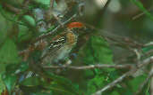 Female Black-crested Antshrike, Anavilhanas, Amazonas, Brazil, July 2001 - click for larger image