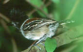 Male Black-crested Antshrike, Ilha São José, Roraima, Brazil, July 2001 - click for larger image