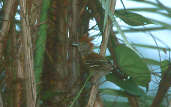 Female Black-crested Antshrike, Ilha São José, Roraima, Brazil, July 2001 - click for larger image