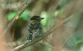 Male Black-crested Antshrike, Ilha São José, Roraima, Brazil, July 2001 - click for larger image