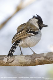 Male Silvery-cheeked Antshrike, Chapada Diamantina, Bahia, Brazil, October 2008 - click for larger image