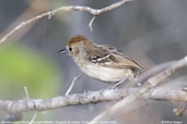 Female Silvery-cheeked Antshrike, Chapada de Araripe, Ceará, Brazil, October 2008 - click for larger image