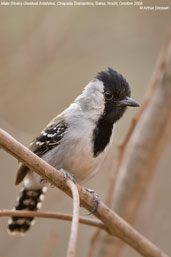 Male Silvery-cheeked Antshrike, Chapada Diamantina, Bahia, Brazil, October 2008 - click for larger image