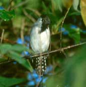 Male Silvery-cheeked Antshrike, Pirapora, Minas Gerais, Brazil, February 2002 - click for larger image