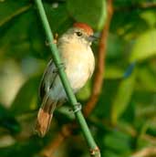 Female Silvery-cheeked Antshrike, Pirapora, Minas Gerais, Brazil, February 2002 - click for larger image