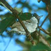Male Silvery-cheeked Antshrike, Pirapora, Minas Gerais, Brazil, February 2002 - click for larger image