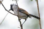Male Silvery-cheeked Antshrike, Chapada Diamantina, Bahia, Brazil, March 2004 - click for larger image