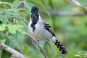 Male Silvery-cheeked Antshrike, Chapada Diamantina, Bahia, Brazil, March 2004 - click for larger image