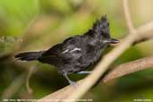 Male  Glossy Antshrike, Cristalino, Mato Grosso, Brazil, December 2006 - click for larger image