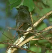 Male  Glossy Antshrike, Caseara, Tocantins, Brazil, January 2002 - click for larger image