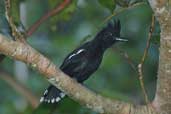 Male  Glossy Antshrike, Thaimaçu, Pará, Brazil, April 2003 - click for larger image