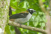 Black-winged Saltator, Otun-Quimbaya, Risaralda, Colombia, April 2012 - click for larger image