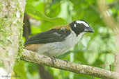 Black-winged Saltator, Otun-Quimbaya, Risaralda, Colombia, April 2012 - click for larger image