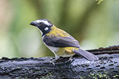 Black-winged Saltator, Amagusa Reserve, Pichincha, Ecuador, November 2019 - click for larger image