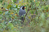 Golden-billed Saltator, Celendin, Cajamarca, Peru, October 2018 - click for larger image