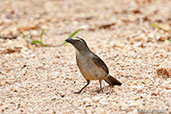 Greyish Saltator, Pantanal, Mato Grosso, Brazil, December 2016 - click for larger image