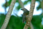 Greyish Saltator, Marchantaria Island, Amazonas, Brazil, July 2001 - click for larger image