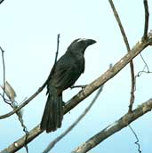 Greyish Saltator, Caseara, Tocantins, Brazil, January 2002 - click for larger image